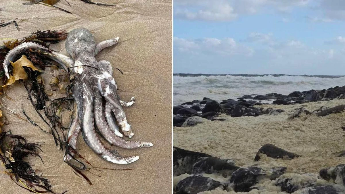 Algae behind ‘catastrophic’ coastal disaster identified as ‘toxic’