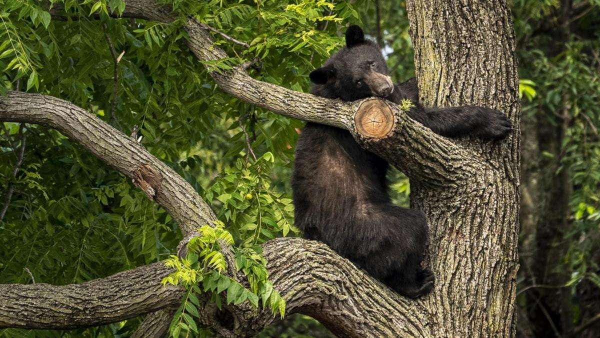 Hunter killed as bear shot in tree falls on him