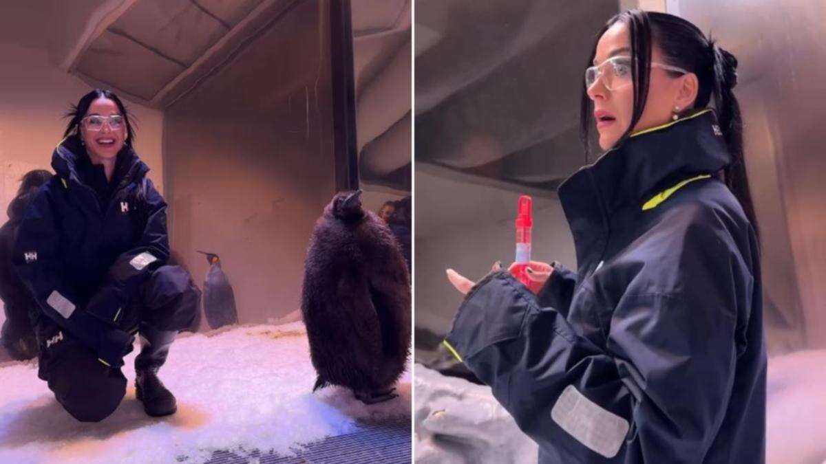 Unexpected Pesto penguin reaction during Katy Perry meeting