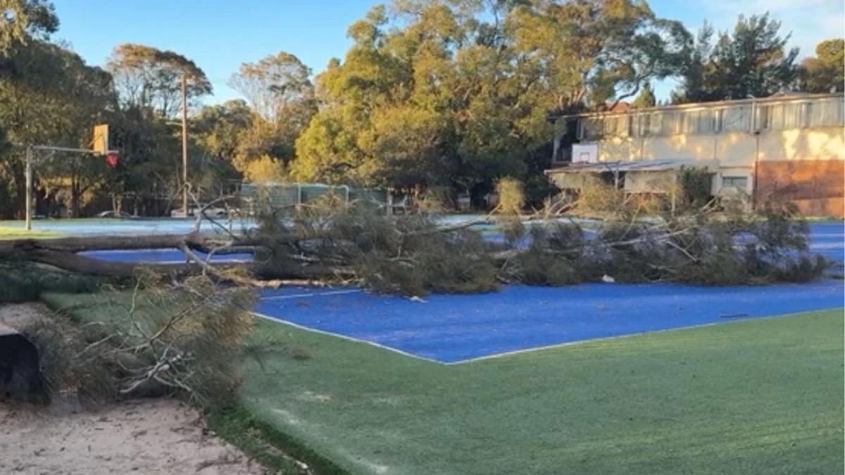Young boy hit by falling tree as wild weather sweeps across NSW