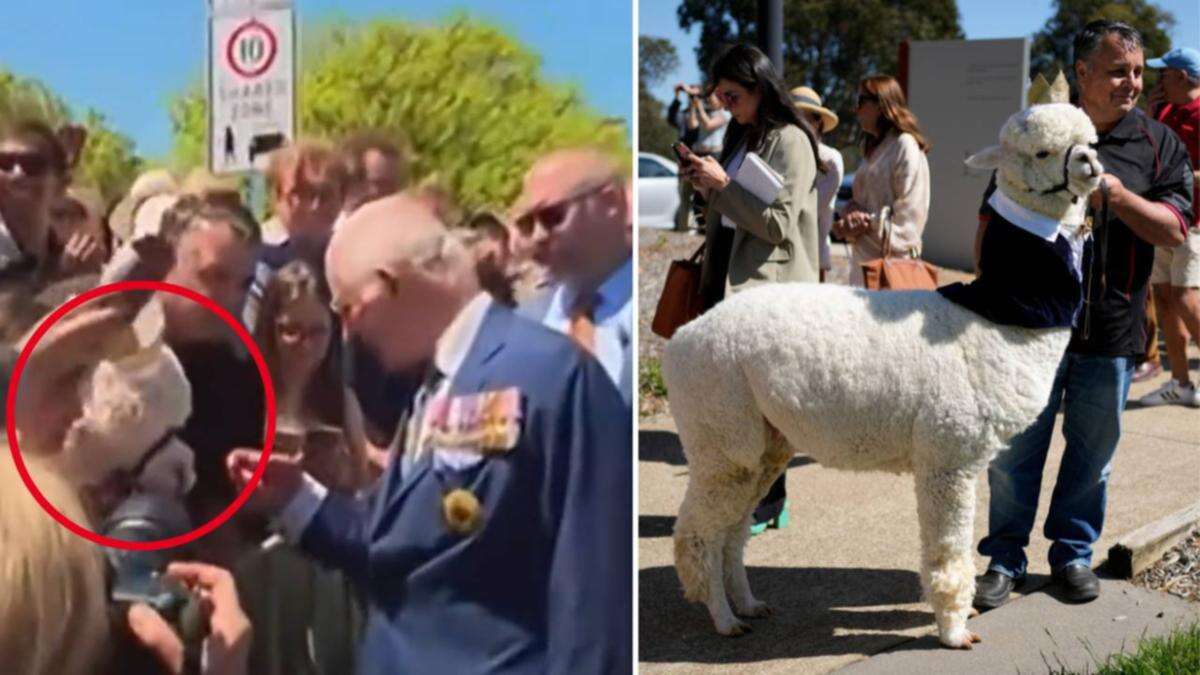 King Charles sneezed on by unlikely fan during Canberra visit