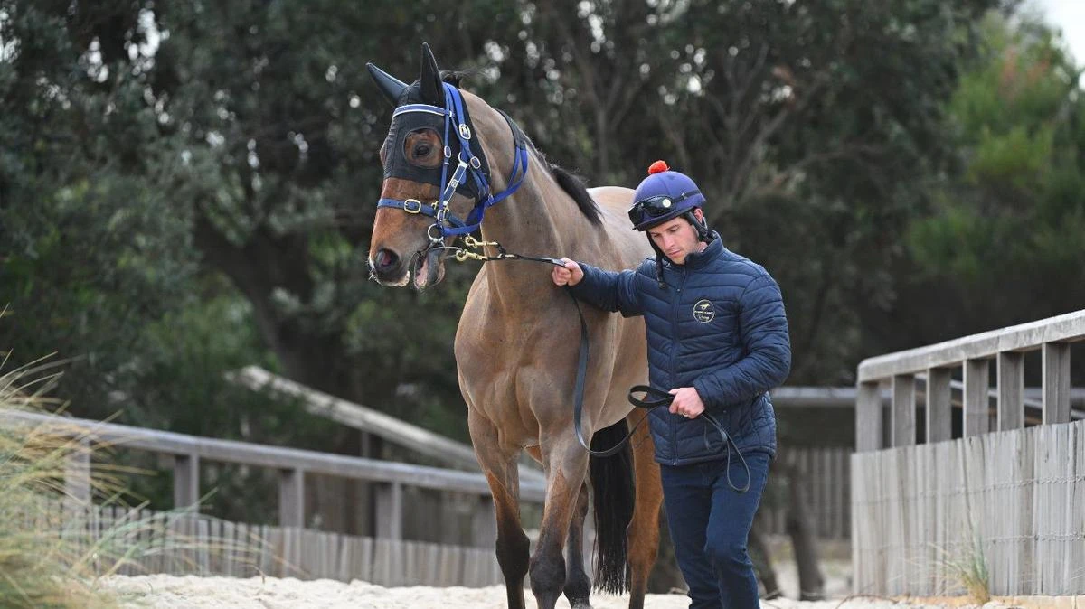 Connections get $200k silver lining after star horse gets pulled