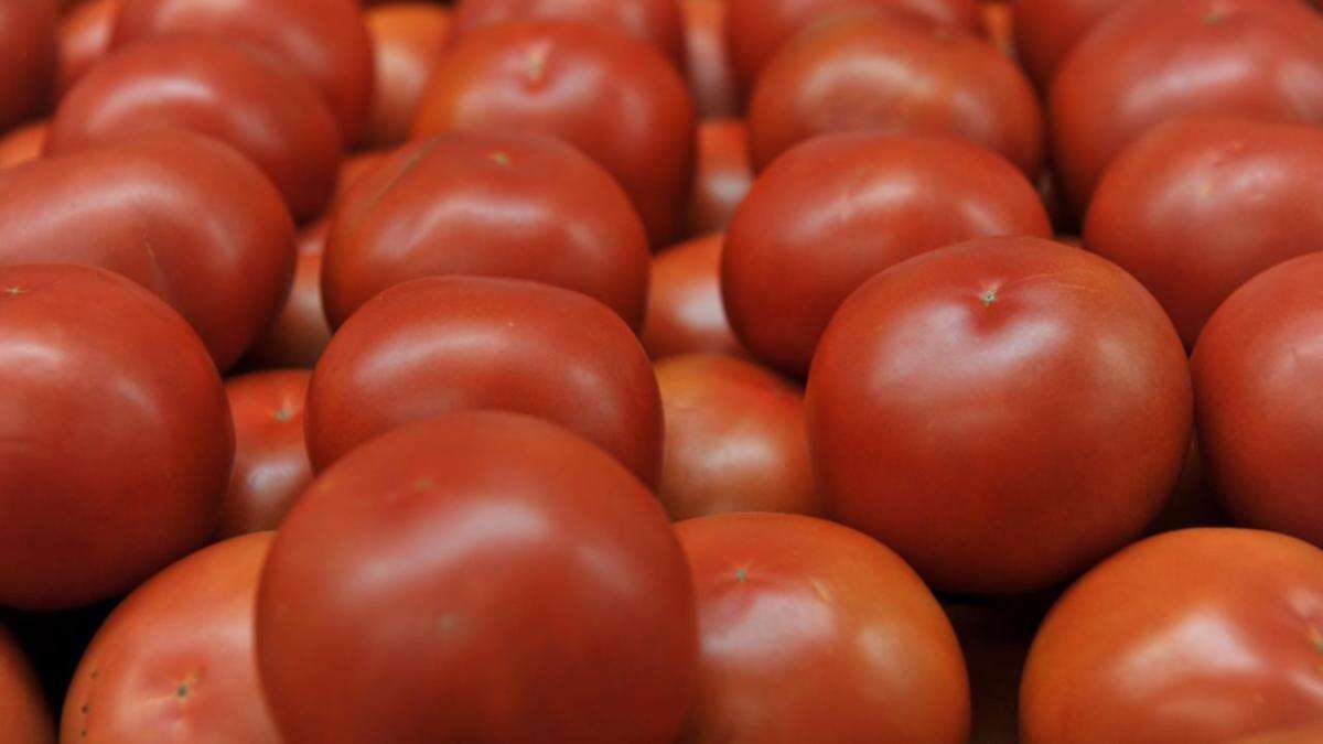 Dire warning after quarantined farms destroy tomato crops worth millions