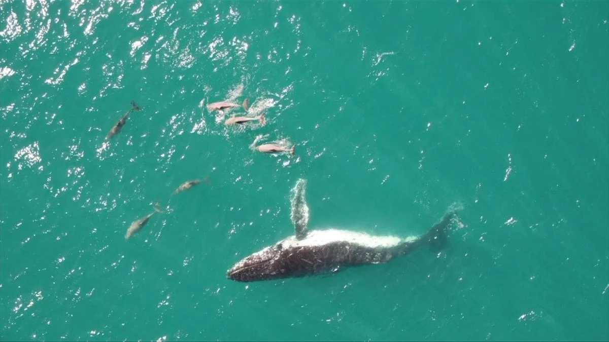 Whales and dolphins friendships caught on camera