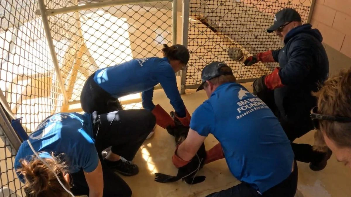 Dramatic rescue of young seal saved from canal after shark bite