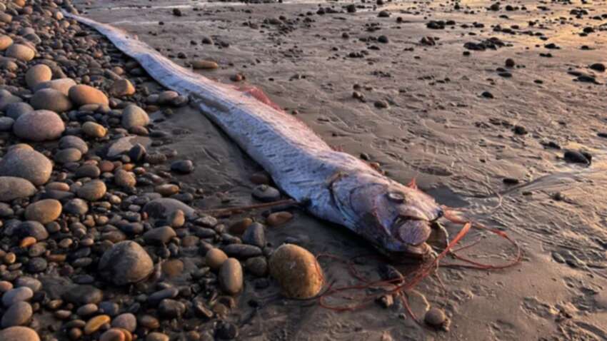 ‘Doomsday fish’ washes up on beach - and scientists can’t work out why