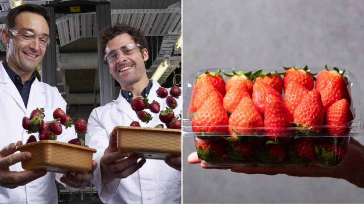 Strawberries come at a cost — and it’s not just the price