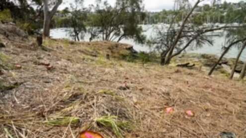 Council’s epic response to ‘shocking’ act of tree vandalism in ritzy Sydney suburb