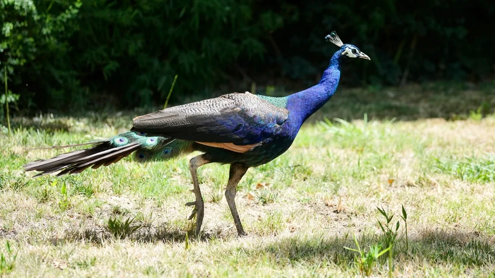Dozens of peacocks and peahens stolen from US hotel