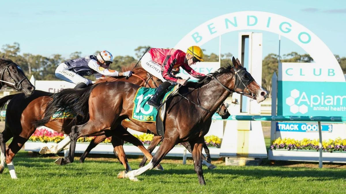 El Soleado facing rare task in comeback from throat surgery