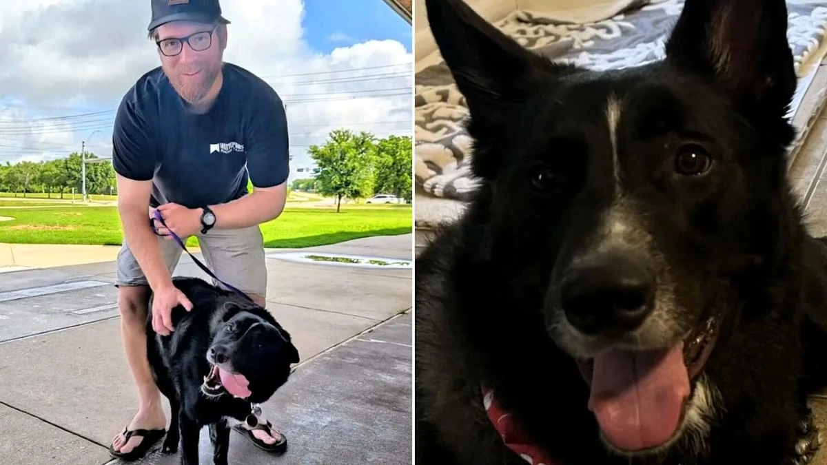When he adopted the German Shepherd, it wasn’t the first time they had crossed paths.