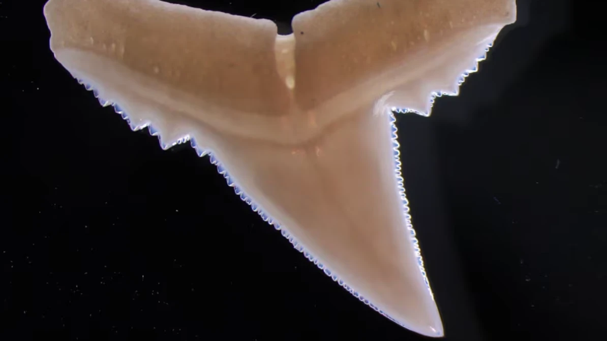 The ocean is getting more acidic, and it could affect sharks’ teeth