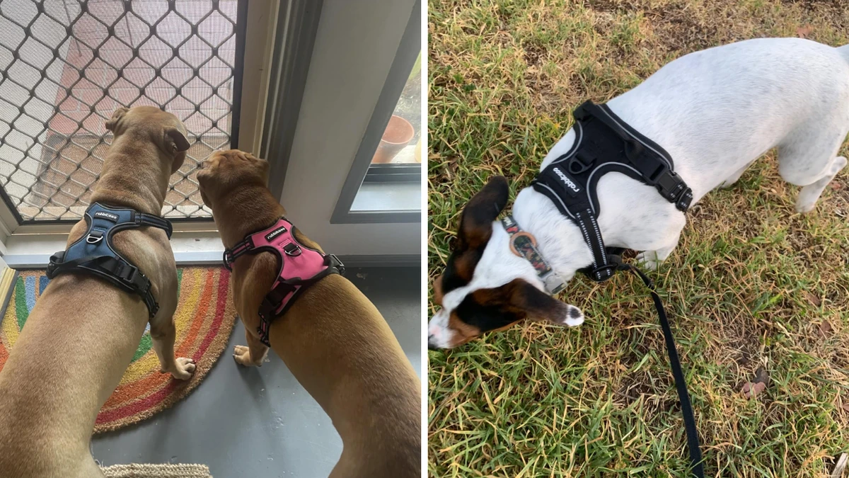 Amazon Australia’s number one bestselling ‘no-pull’ dog harness drops to under $30
