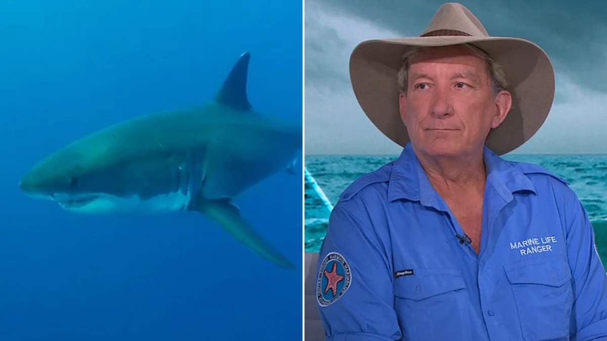 Common ocean activities experts warn could be attracting sharks