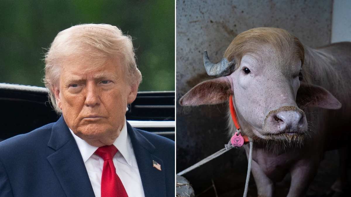 ‘Trump’ buffalo spared from Eid sacrifice after going viral