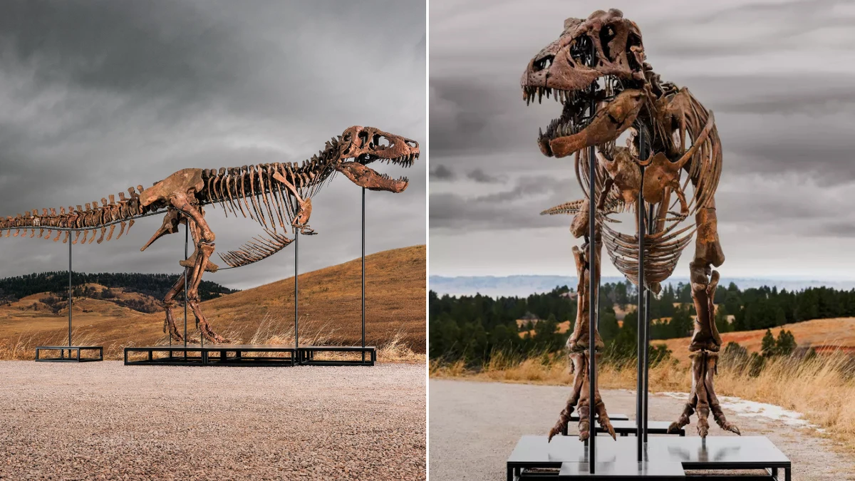 Mystery budder buys T-rex for eyewatering sum