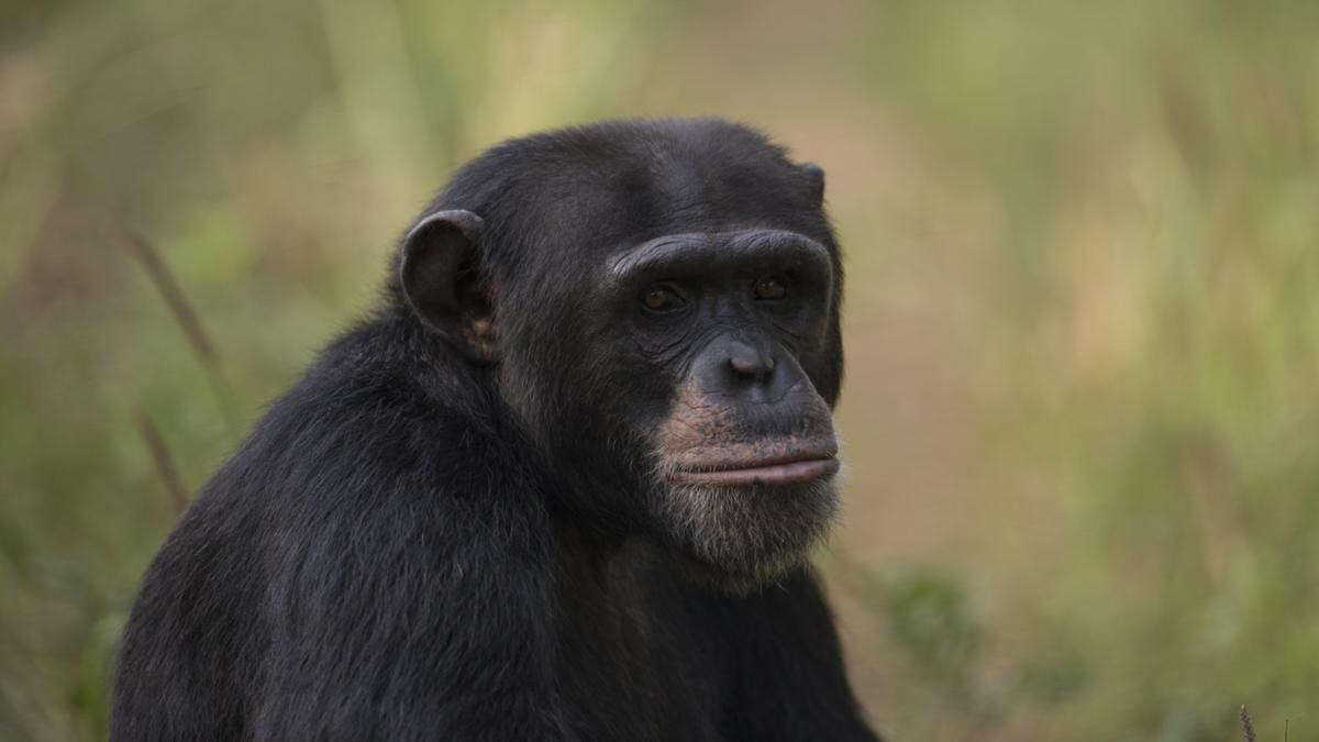 Horror as chimpanzee kills human baby at research centre