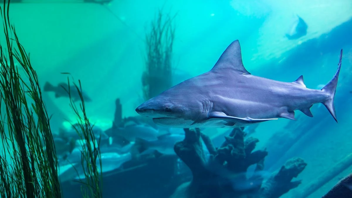 Two sharks die at popular zoo from ‘accidental impact’