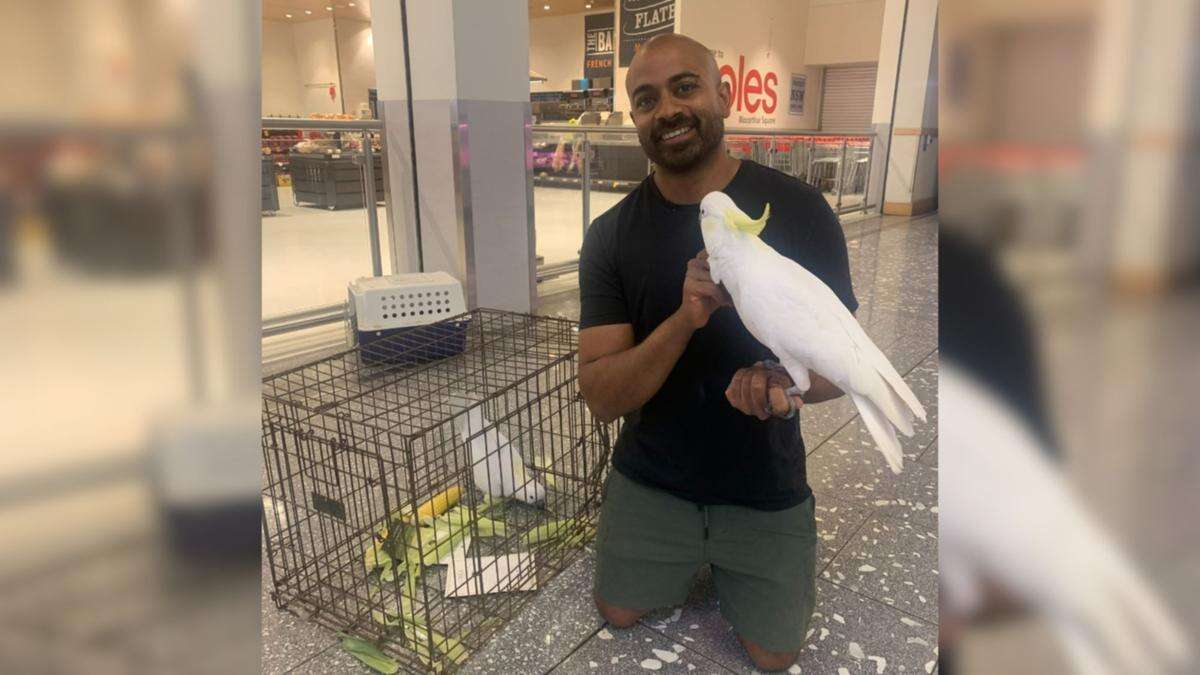 Cockatoo finally freed after being trapped in Sydney Coles for a month