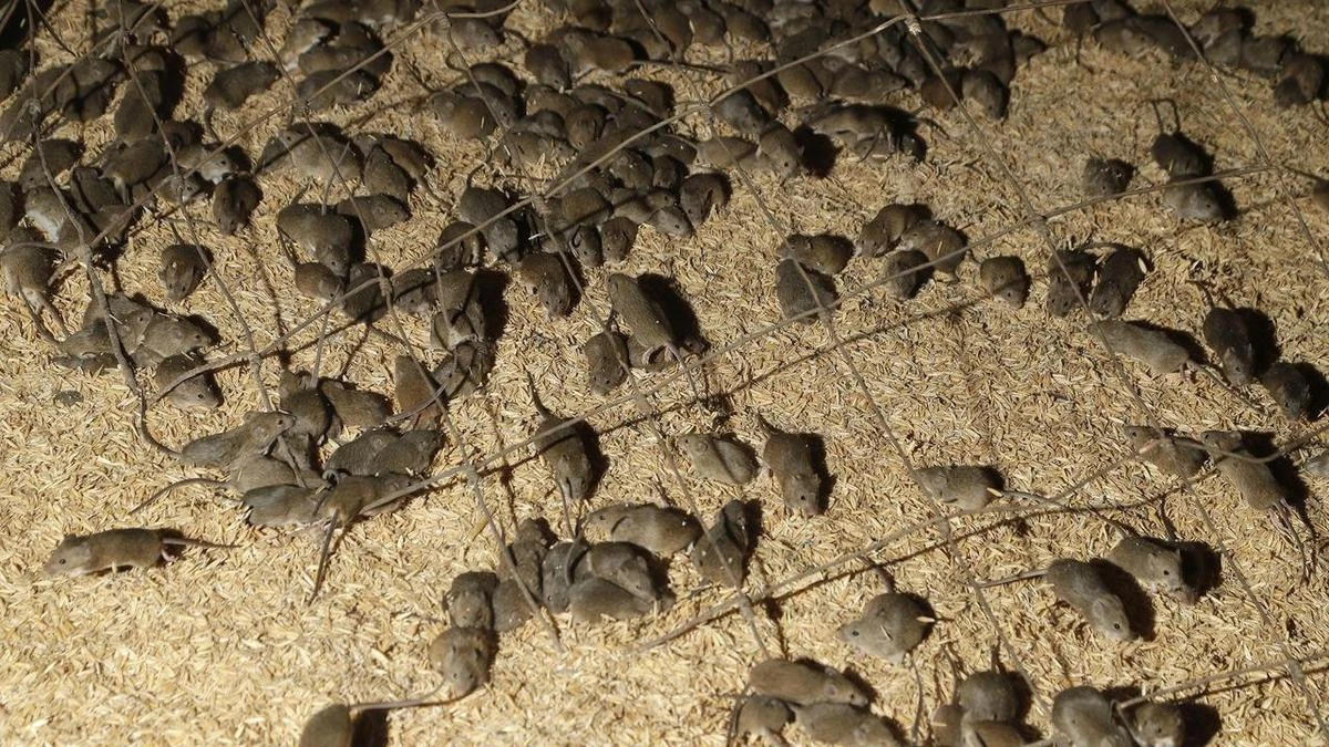 Mice money among regional NSW budget spend