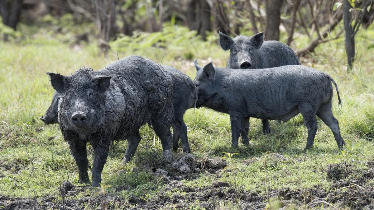 Farmers plead for help with ‘exploding’ feral pig population