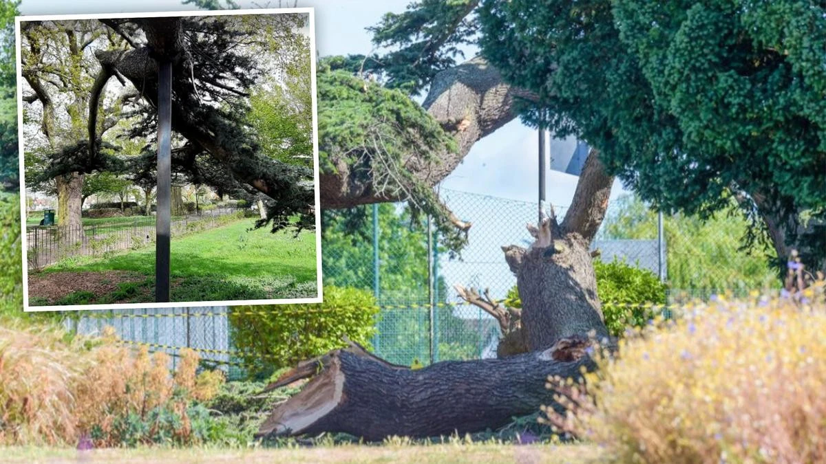 Horror after little girl crushed by tree propped up by pole