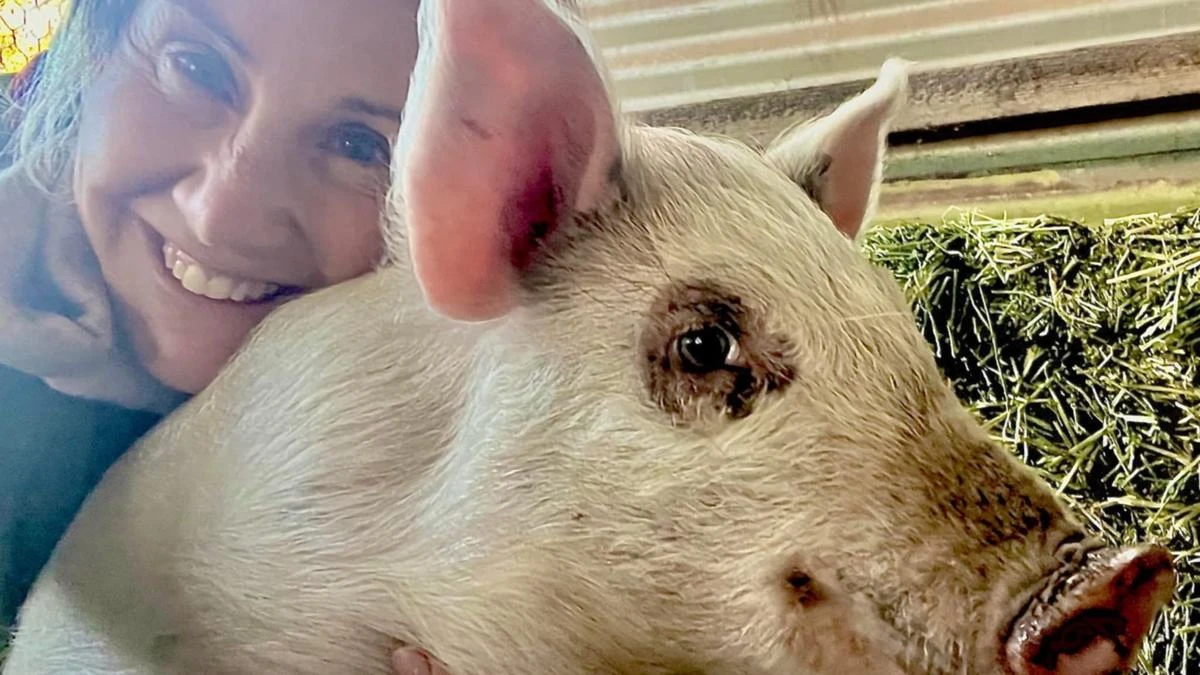 Desperate search for beloved pet pig missing for almost a week