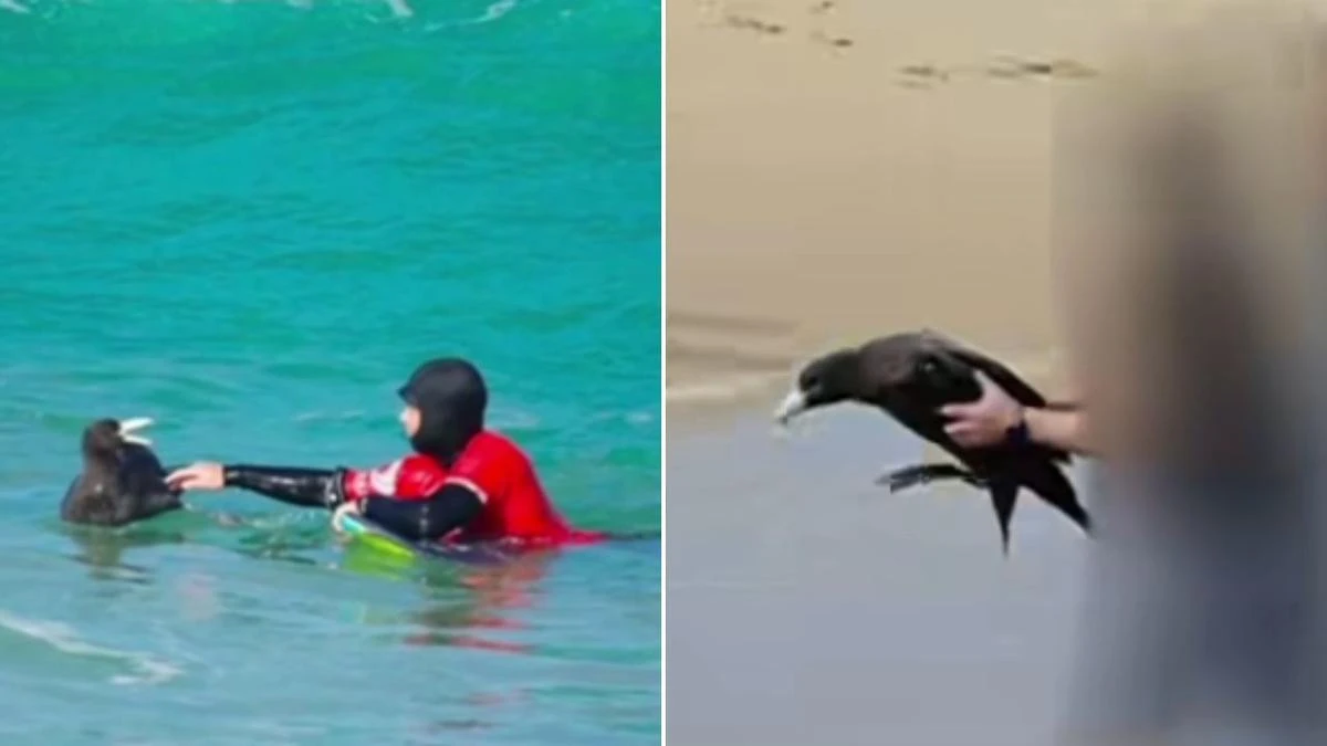 Man’s close call with flu-infected seabird