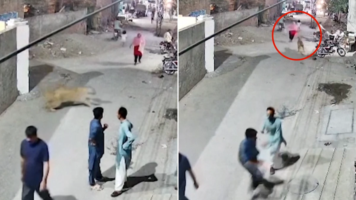 Mother and two children injured in terrifying lion attack