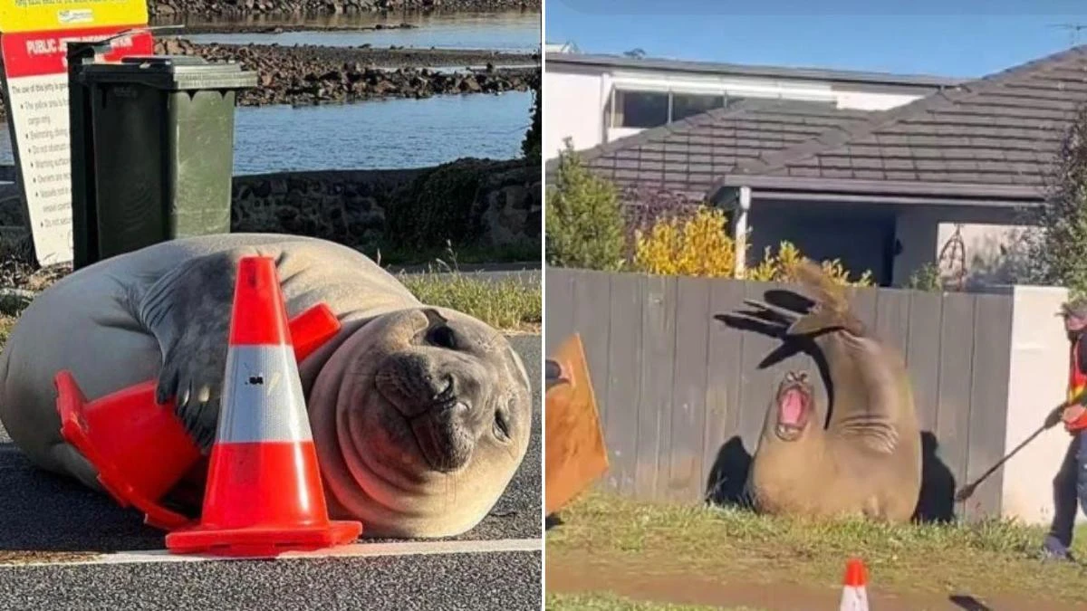 Tasmania’s one‑tonne troublemaker prompts calls for caution