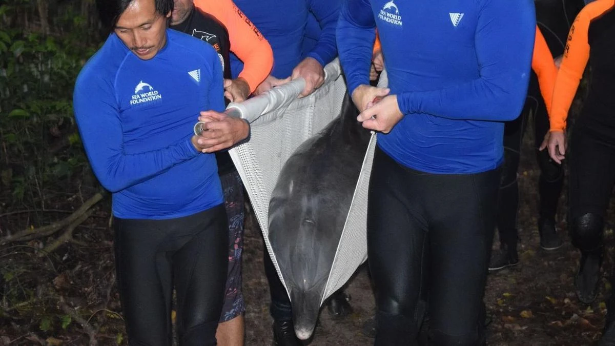 Dramatic operation to rescue dolphin trapped in creek