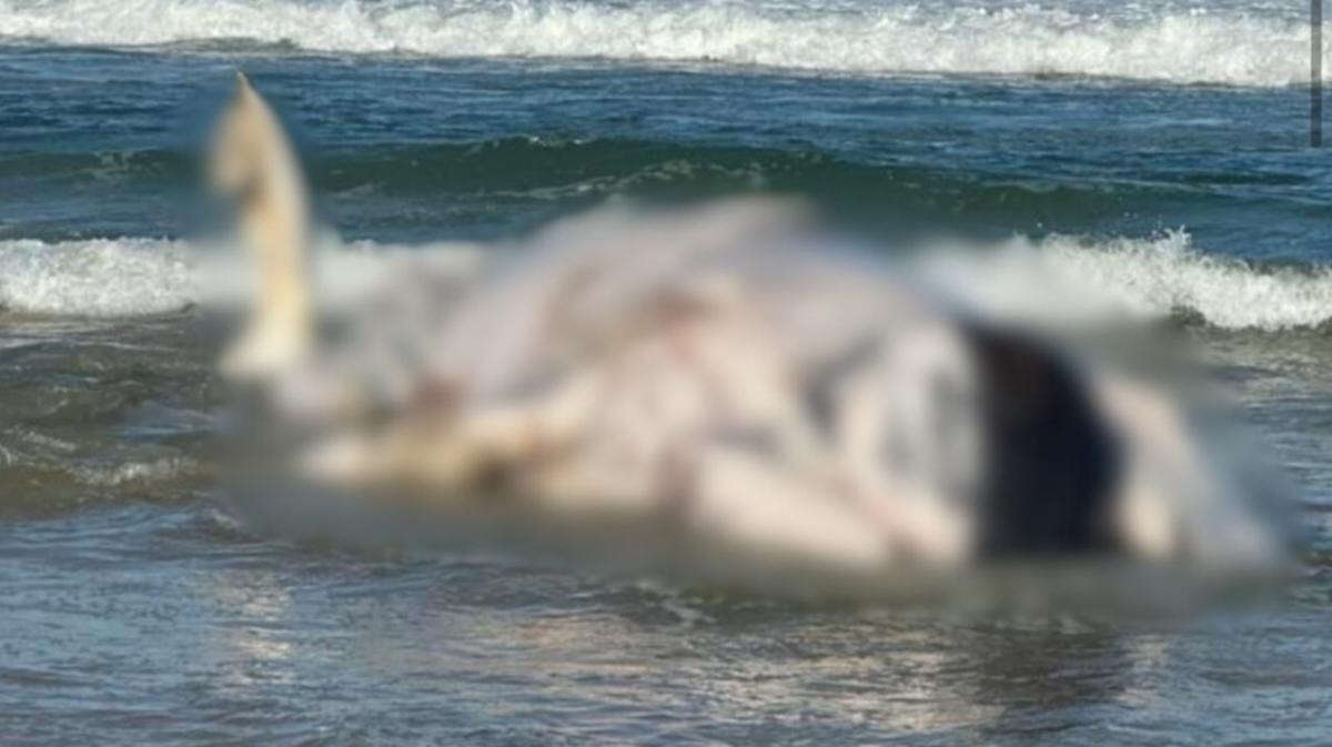 Dead whale causes fears of shark attacks on northern NSW beaches