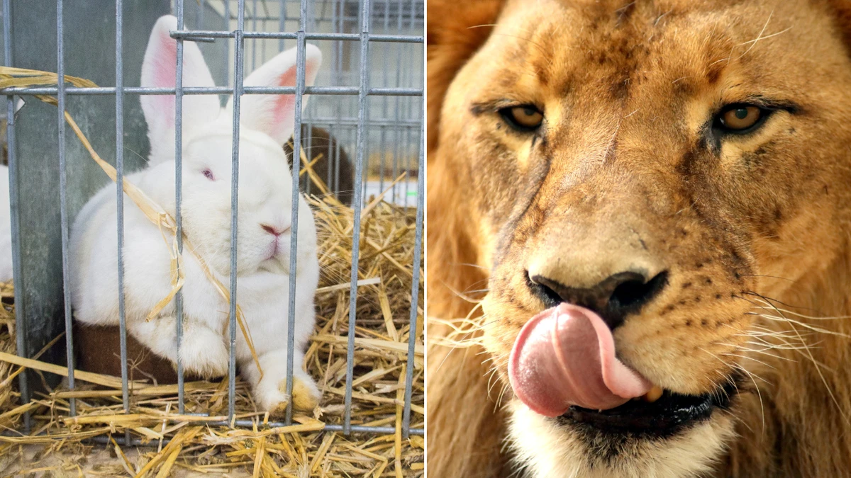 Zoo asks for donations of small ‘healthy’ pets to feed predators