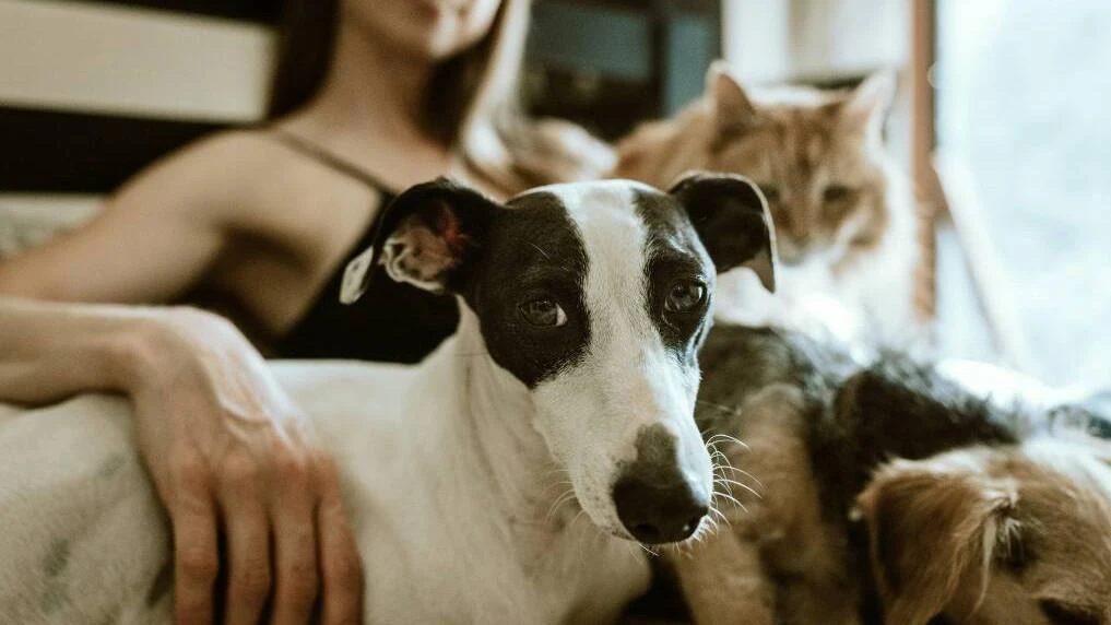 Australia's most (and least) pet-friendly places to live