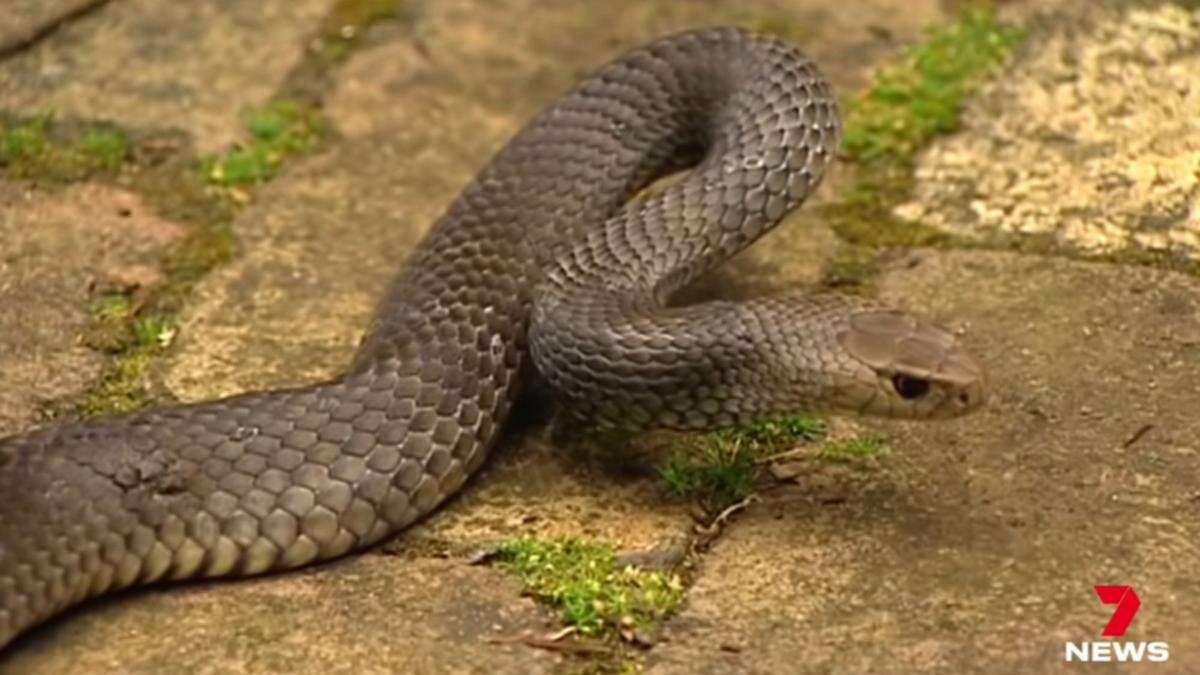 Man suffers life-threatening snake bite on regional Queensland property