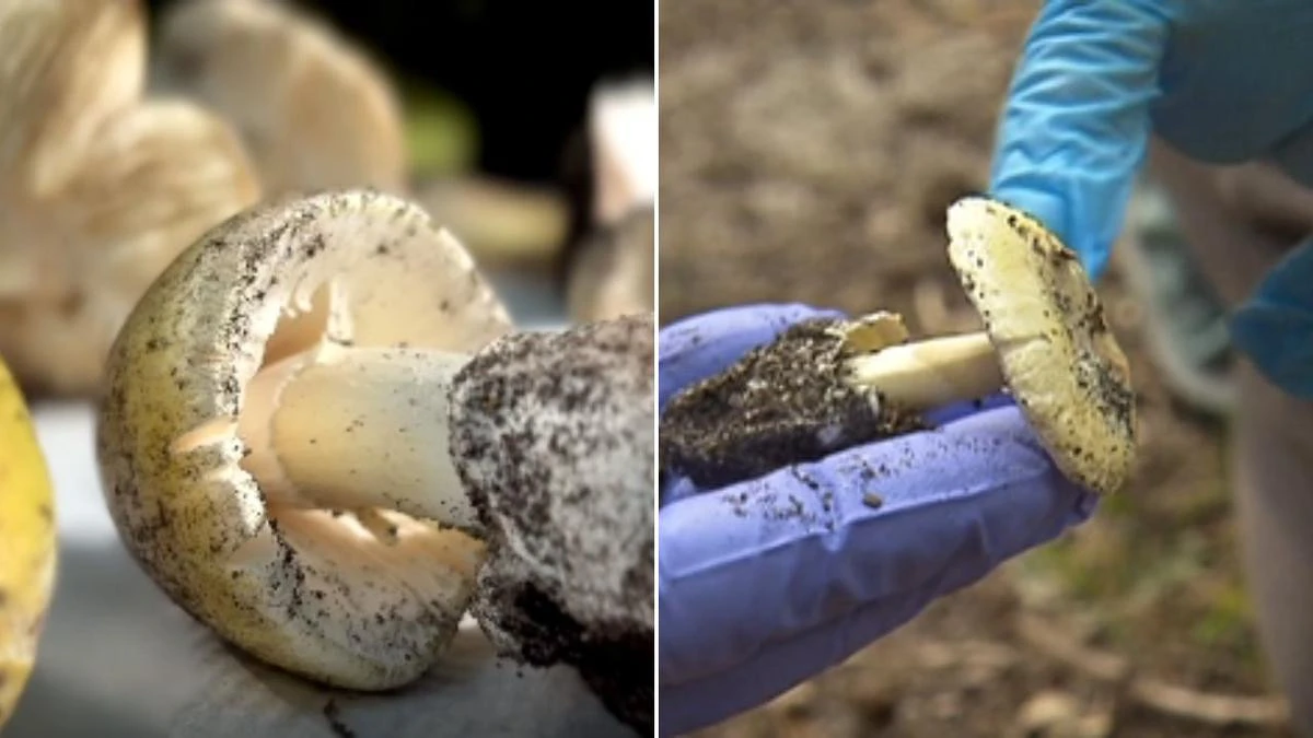 Urgent warning over deadly mushrooms appearing in backyards