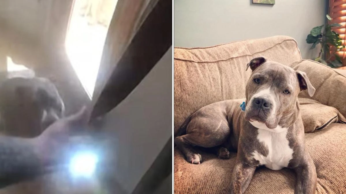 Pet dog stuns internet with one act before rescue from house fire