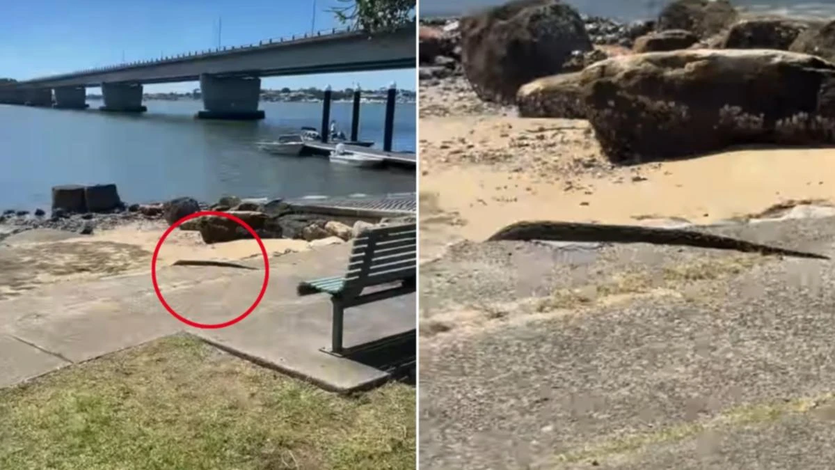 ‘Do not approach’: Large boa constrictor spotted loose in Sydney’s south