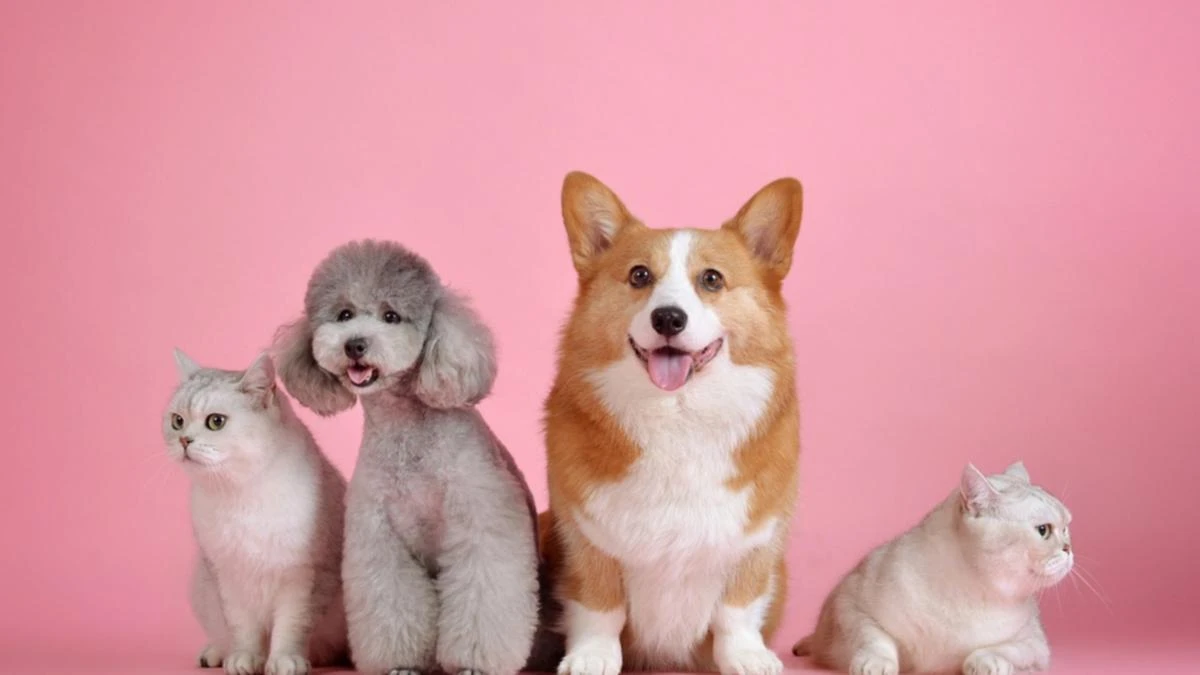 Australia’s top pet name for 2025 revealed