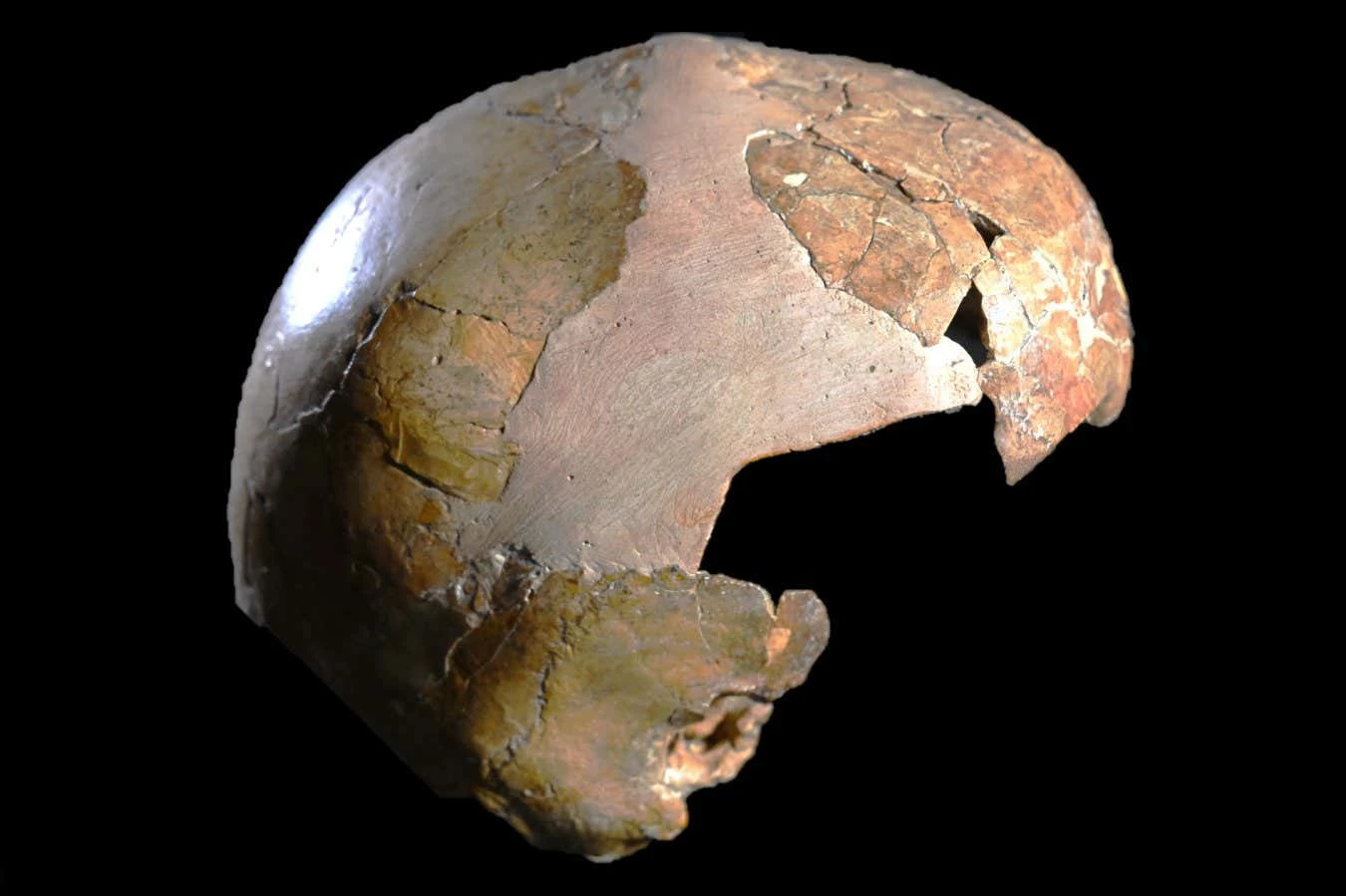 'Hybrid' skull may have been a child of Neanderthal and Homo sapiens