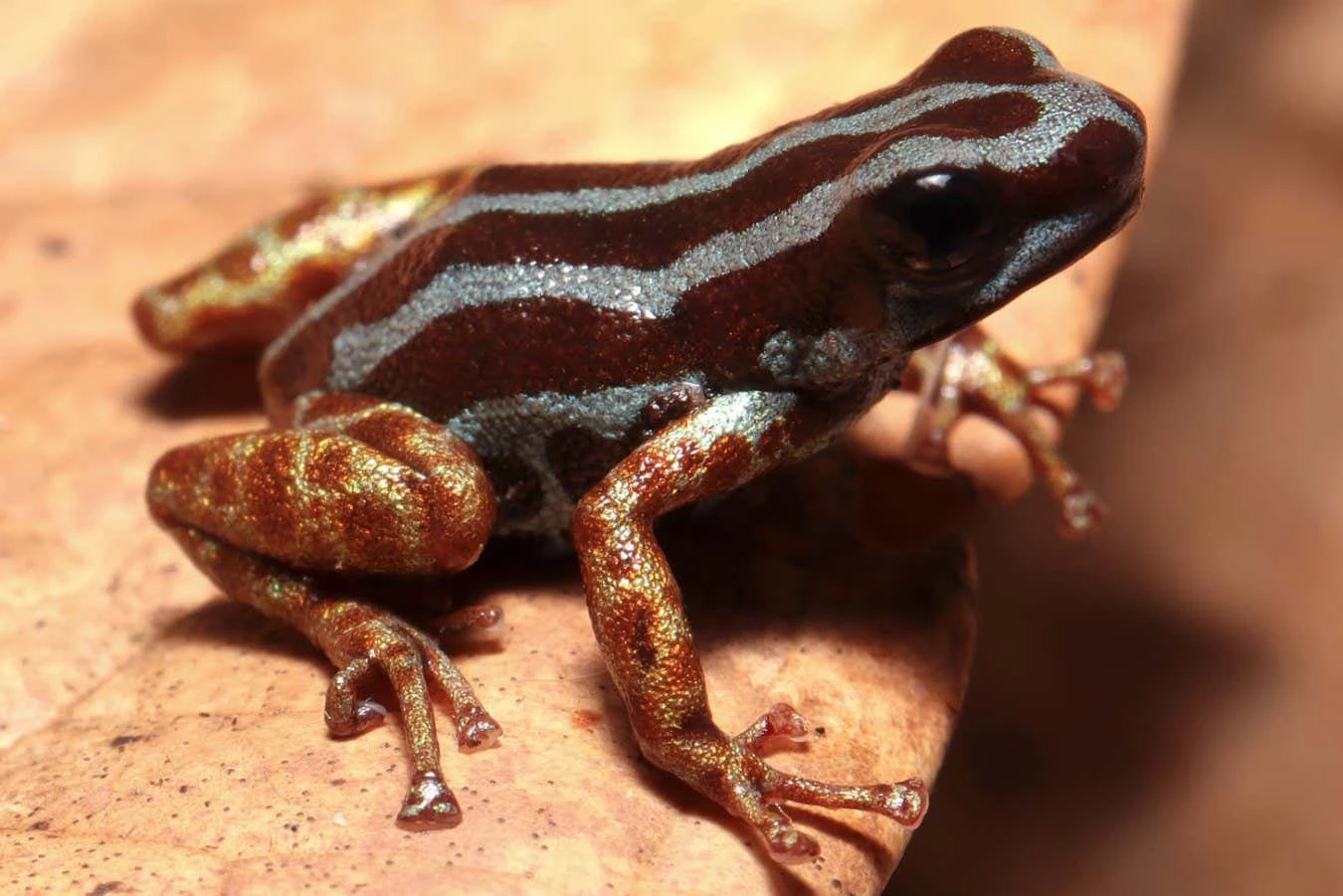 Exquisite new-to-science frog species has golden legs and odd habits