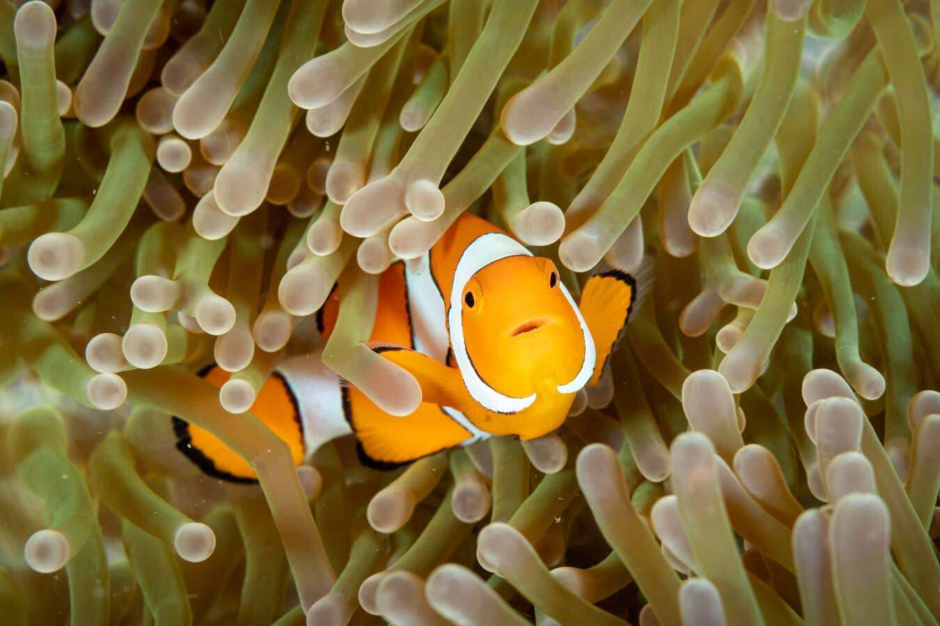 Clownfish avoid the sting of their anemone hosts with sugary slime