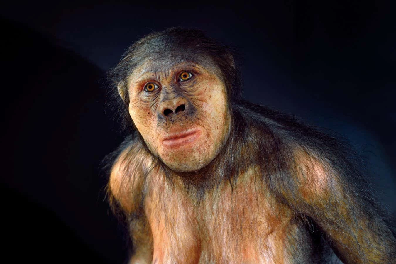 Fossil teeth may come from a new species of early hominin