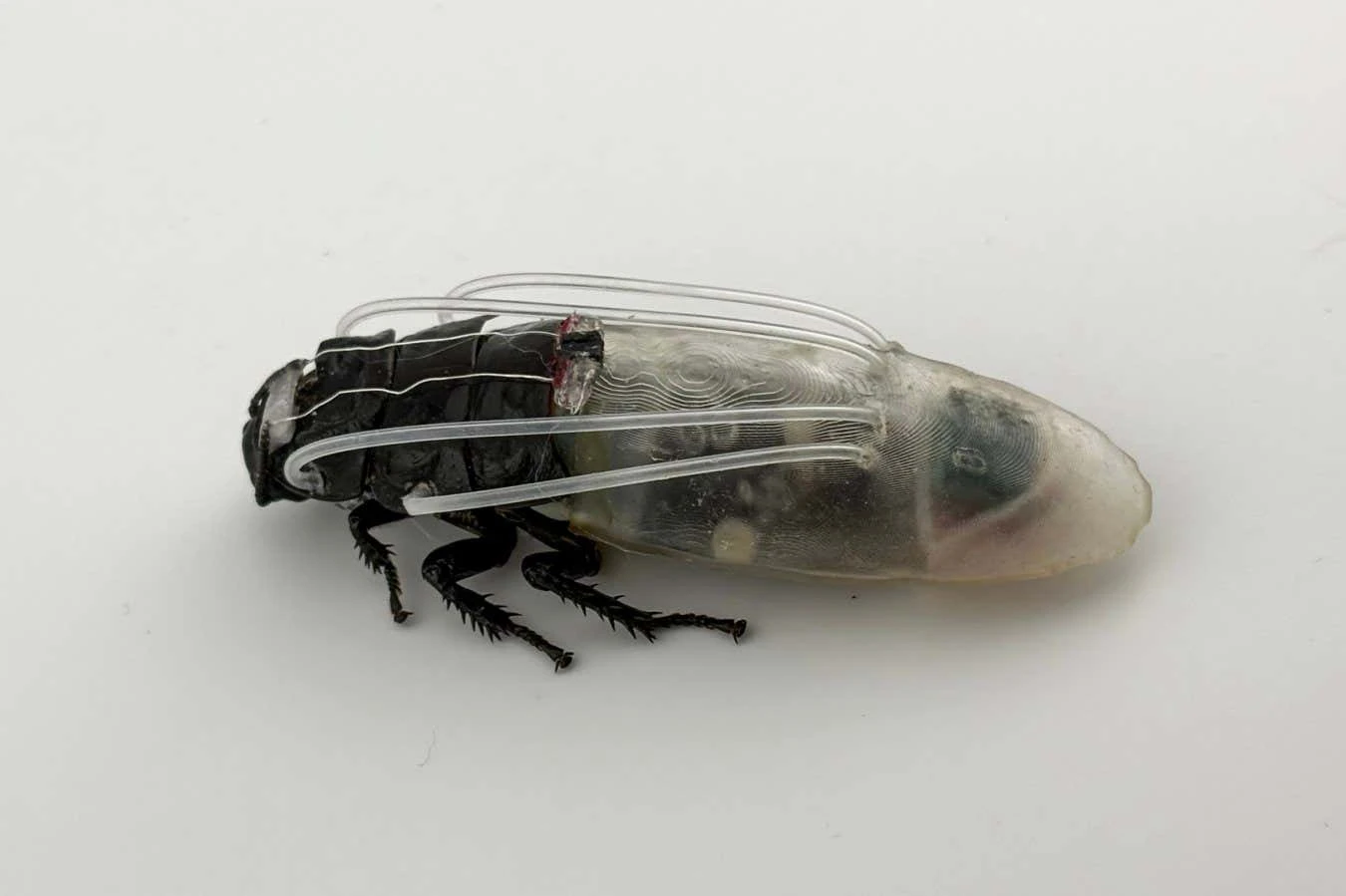 Remote-controlled cockroach swarm can now breathe underwater