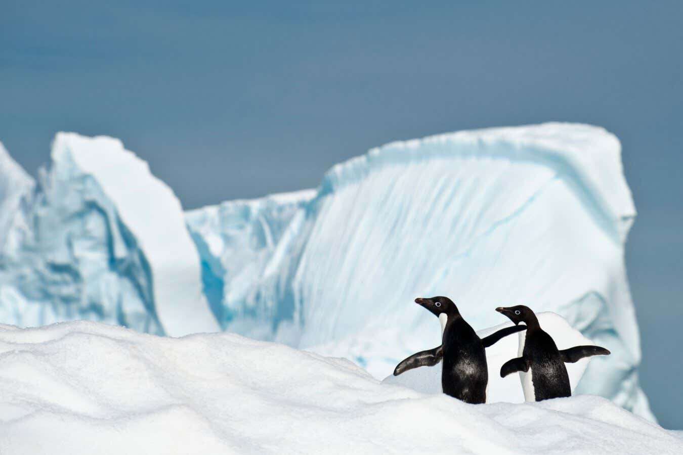 H5N1 flu is now killing birds on the continent of Antarctica