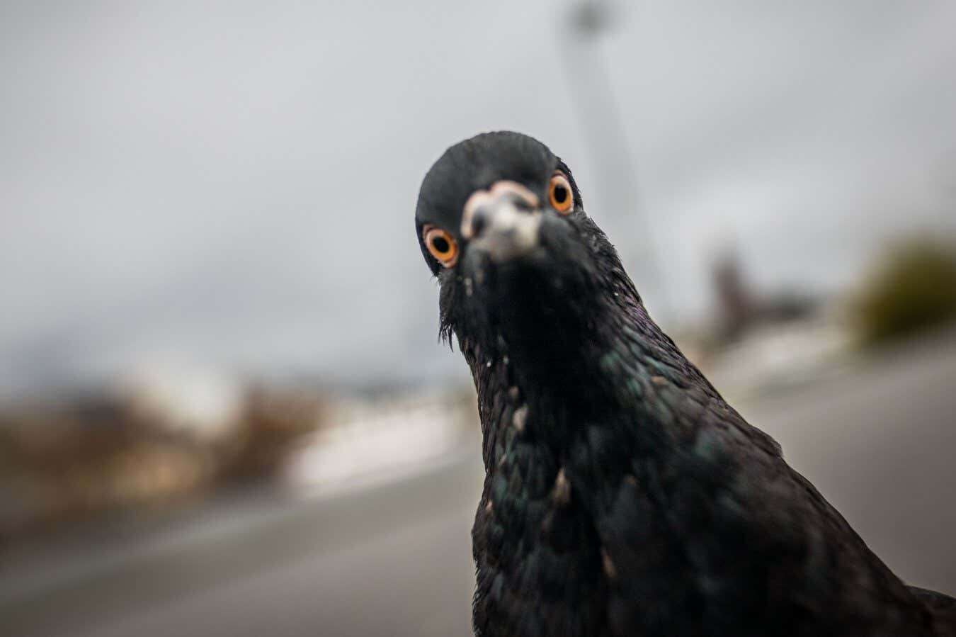 Pigeons are misunderstood: These little-known facts will prove why