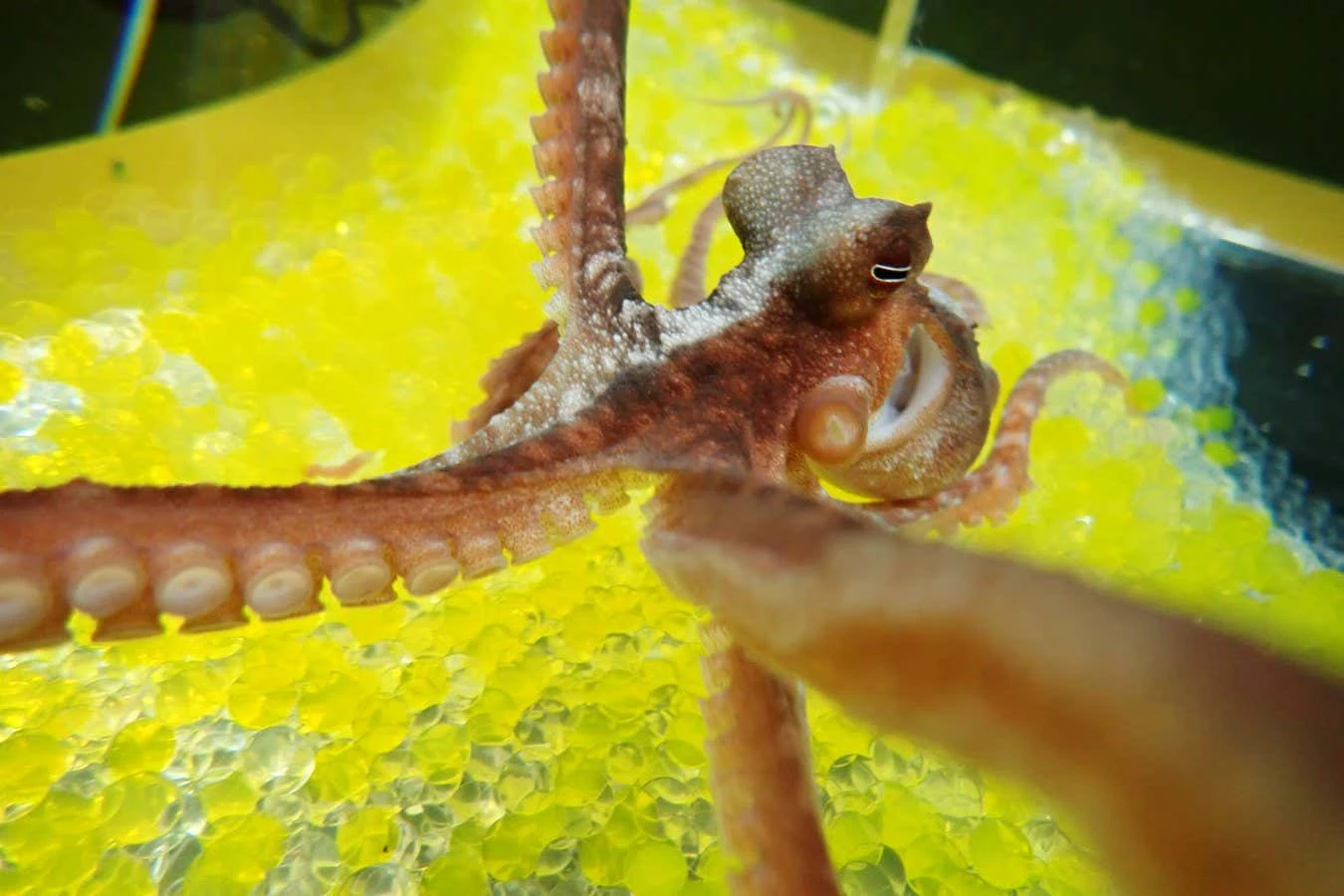 Octopuses fall for the rubber hand illusion just like us