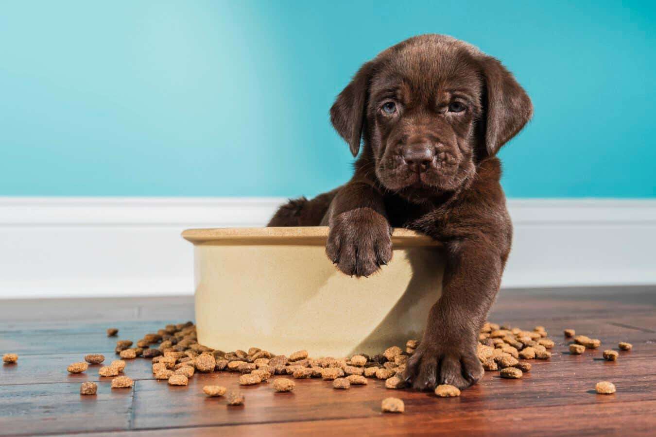 Hunger-inducing mutation makes some Labradors more likely to get fat