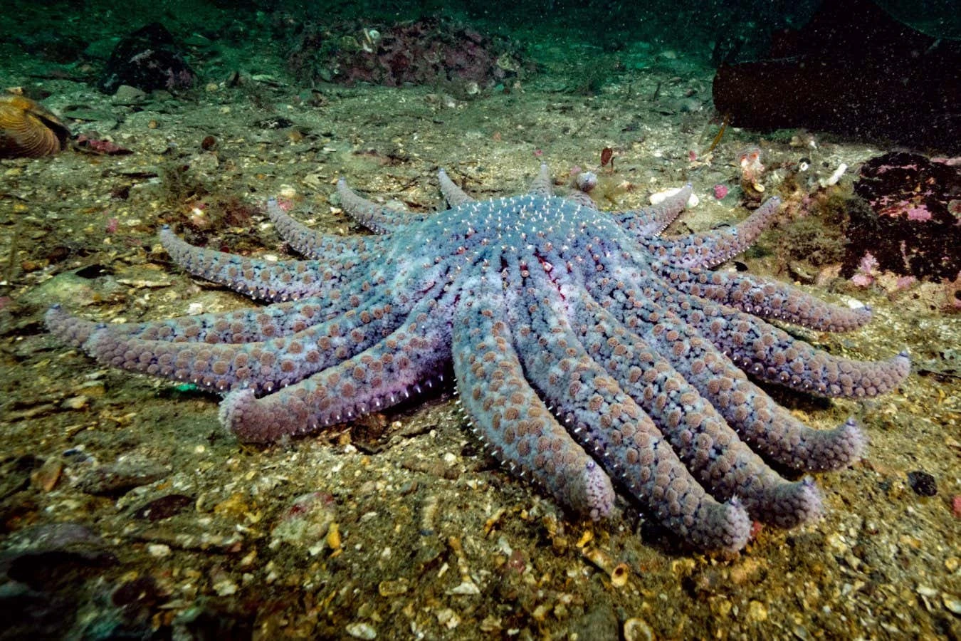 Cryopreserved sea star larvae could enable vital species to recover