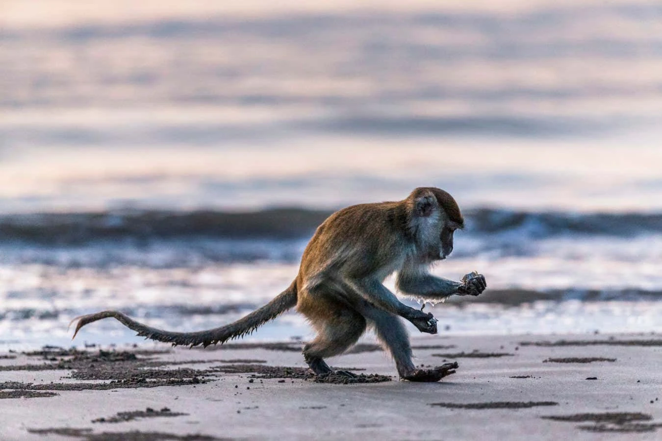 Monkeys in Thailand took up stone tools when covid-19 stopped tourism